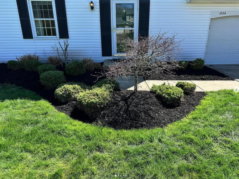 Fresh black mulch install with shaped shrubs and ornamental tree
